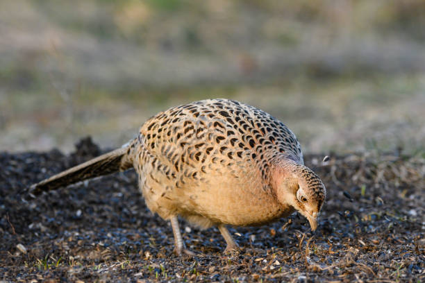 Female common pheasant Phasianus colchicus in the wild. The bird is looking for food. Close up.
