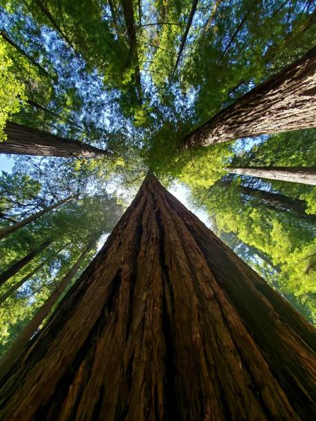 istock Straight up wide angle view into a redwood forest. 1412951638