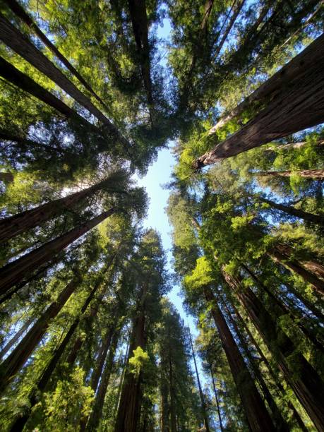 istock Straight up wide angle view into a redwood forest. 1412951639