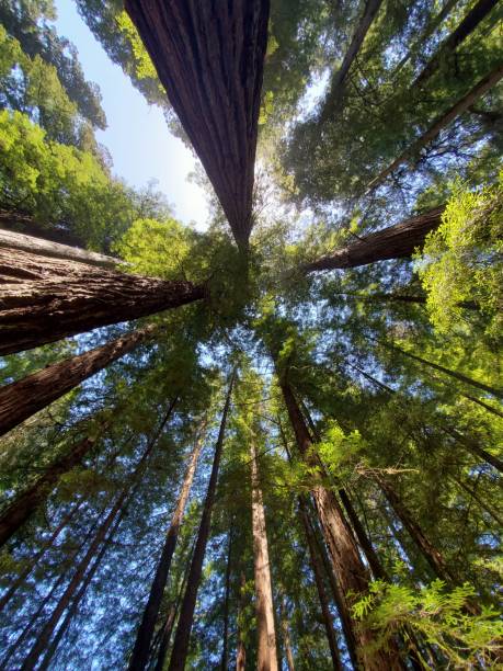 istock Straight up wide angle view into a redwood forest. 1412951640