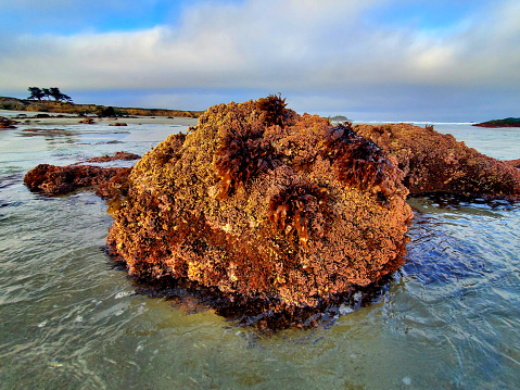 Seaweed covered rock exposed at low tide on a beach.