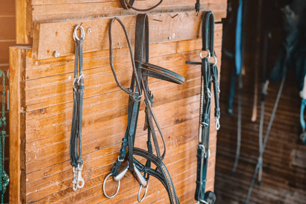 beaucoup de brides et de harnais en cuir sur le mur de l’écurie de la ferme. contexte pour la présentation de l’équipement d’équitation - leather harness photos et images de collection