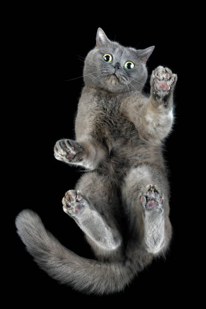 istock Bottom up view of a gray cat standing on transparent glass looking down at camera. Creative idea, unusual view. Shot from the bottom up through transparent glass. 1412952855