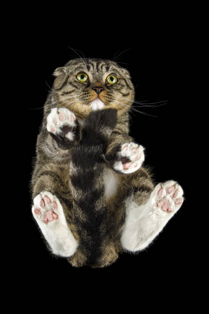 istock Cuddled cute kitten with very big scared eyes, shot from below on black background on glass 1412952856