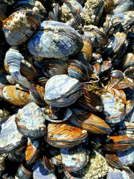 istock Close-up view of muscles on a beach. 1412953629