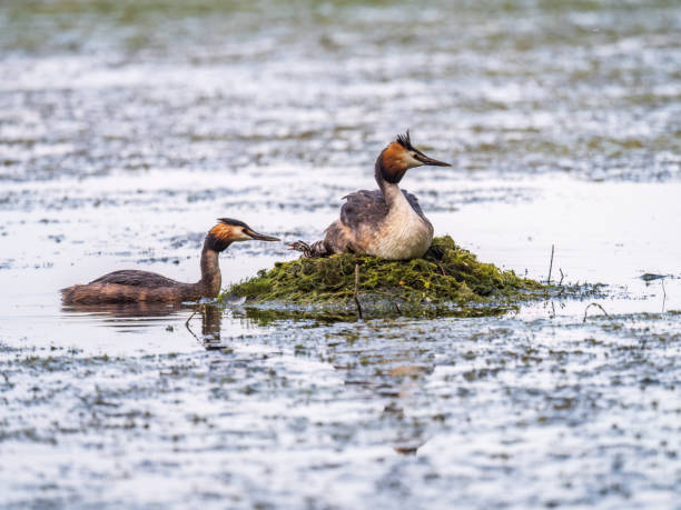 istock A pair of water birds, Great Crested Grebe, feeding chick at nest. 1412953643