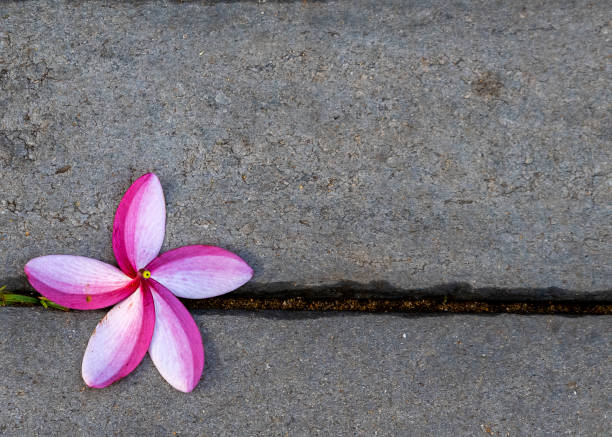 Pink and White Plumeria