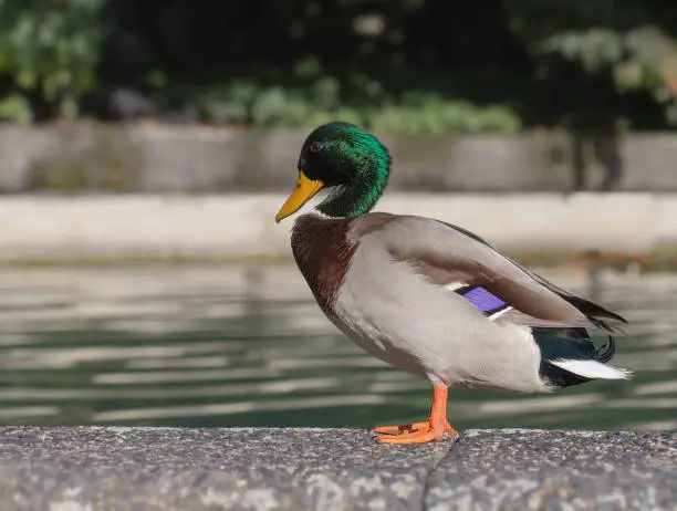 duck drake on the background of the lake in the park
