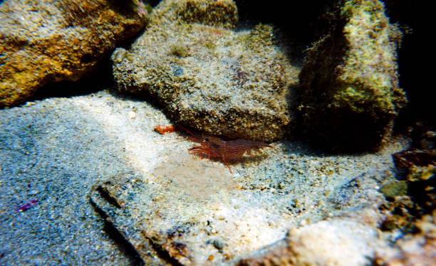 istock Red Monaco Peppermint shrimp, undersea photography 1412958661