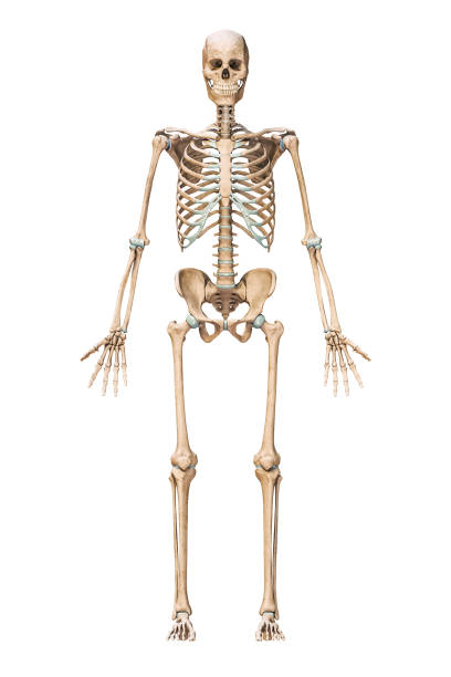 vorder- oder vorderansicht des genauen menschlichen skelettsystems mit skelettknochen eines erwachsenen mannes, isoliert auf weißem hintergrund 3d-rendering-illustration. konzept der anatomie, medizin, wissenschaft, osteologie. - menschliches skelett stock-fotos und bilder