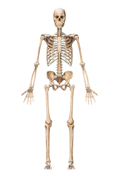 vista anteriore o frontale di un accurato sistema scheletrico umano con ossa scheletriche di maschio adulto isolate su un'illustrazione di rendering 3d su sfondo bianco. concetto di anatomia, medicina, scienza, osteologia. - scheletro umano foto e immagini stock