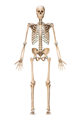 Anterior or front view of accurate human skeletal system with skeleton bones of adult male isolated on white background 3D rendering illustration. Anatomy, medical, science, osteology concept.