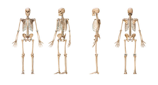 白い背景の3dレンダリングイラストに分離された成人男性の骨格を持つ正確な人間の骨格系。前方、側方および後方のビュー。解剖学、医学、骨学のヘルスケア、科学の概念。 - rib cage ストックフォトと画像