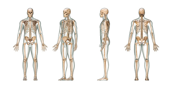 Accurate human skeletal system with adult male skeleton and body isolated on white background 3D rendering illustration. Anterior, lateral and posterior view. Anatomy, medical, osteology healthcare, science concept.