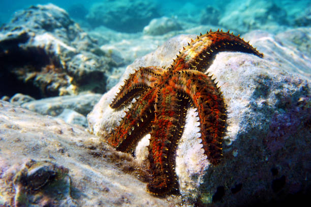 Blue spiny starfish - Coscinasterias tenuispina