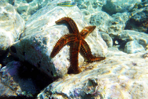 istock Blue spiny starfish - Coscinasterias tenuispina 1412960778