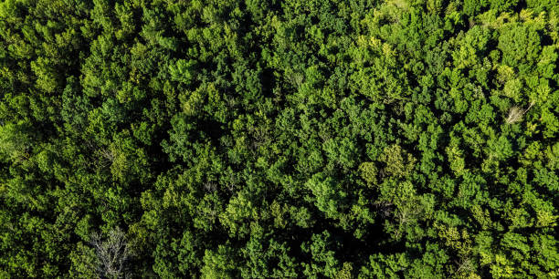 istock Aerial view over natural summer wilderness 1412960959