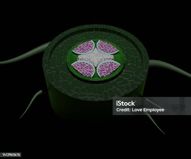 Diagram Showing Internal Root Structure For Dicot Stock Photo - Download Image Now - Anatomy, Magnoliopsida, Root