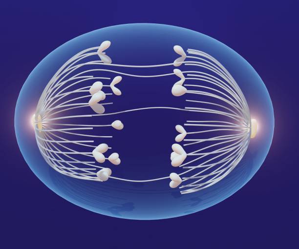 eine zelle während der anaphase. astrale mikrotubuli erzeugen kräfte, die die zelle in ein oval dehnen - chromatid stock-fotos und bilder
