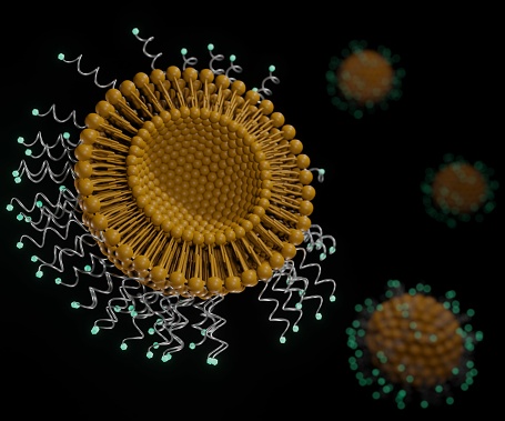 The attachment of specific antibodies to the surface of the liposomes makes them able to bind to cells and to subsequently be internalised by the cells. Protein conjugated liposome