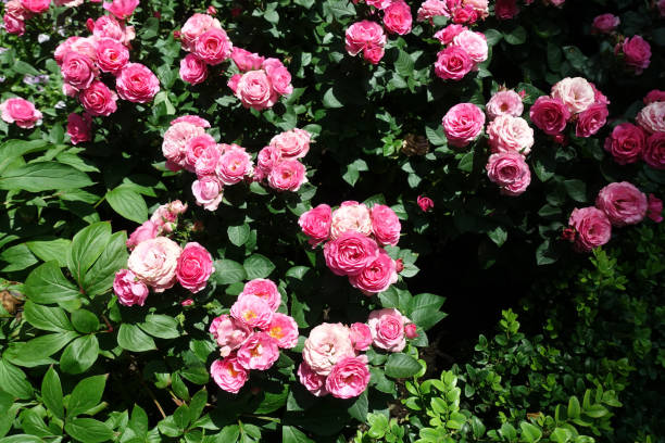 istock Beautiful flowers in the garden 1412962642