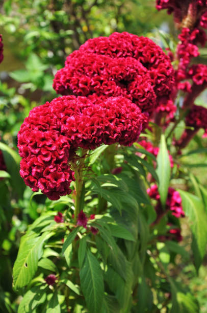istock Beautiful cockscomb flowers in the garden 1412962643