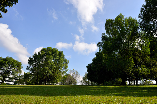Beautiful green park and sky in Singapore city. selective focus.