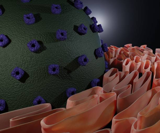 istock Endoplasmic Reticulum and the cell nucleus 1412962660