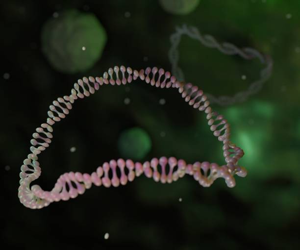 A plasmid is a small circular DNA molecule found in bacteria and some other microscopic organisms A plasmid is a small circular DNA molecule found in bacteria and some other microscopic organisms 3d rendering bacterial dna stock pictures, royalty-free photos & images