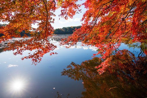 Pond and autumn leaves in Nakatsu City, Oita Prefecture, Japan