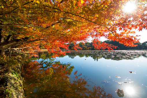 Pond and autumn leaves in Nakatsu City, Oita Prefecture, Japan
