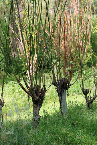 Osier willow bed, Salix species, with growing withy stems ready for cutting with more trees blurred in the background.