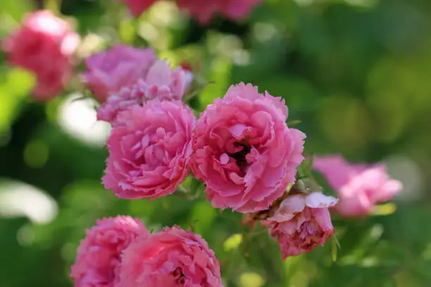 Photo of Pink rose flowers in close up