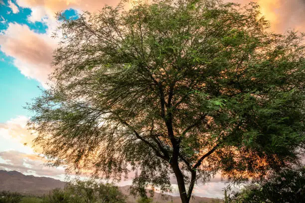 A large mesquite tree and colorful sunset in the Sonoran Desert and the Santa Catalina Mountains in Tucson, Arizona.