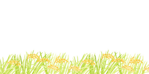 ilustrações, clipart, desenhos animados e ícones de paisagem do campo de arroz. pintura de aquarela em fundo branco. - rice white rice backgrounds cereal plant