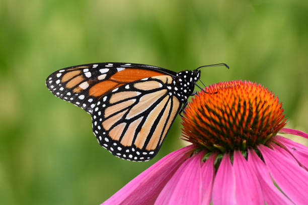 istock Monarch Butterfly on coneflower echinacea 1412970432