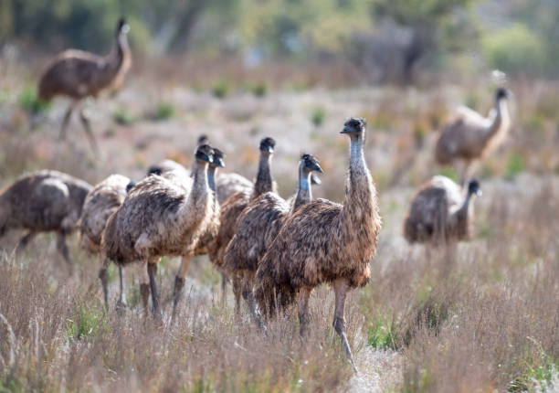 istock flock of emus. 1412971154