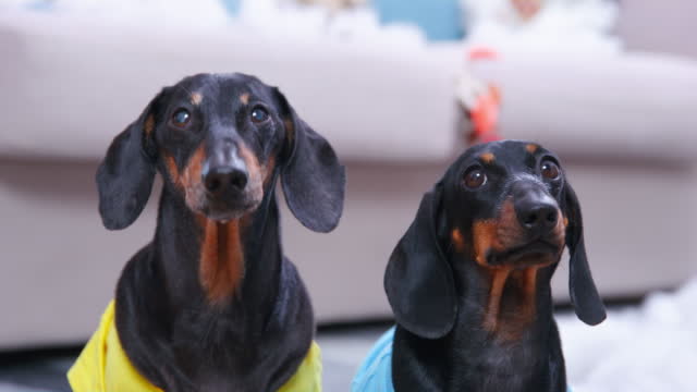 Cute dachshund dogs sit against sofa looking at owner