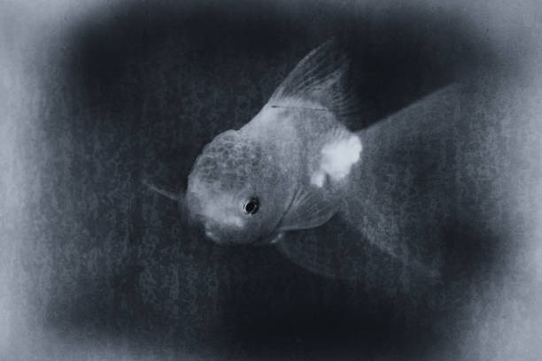 Goldfish swimming in the water with a black background photographed in Chengdu