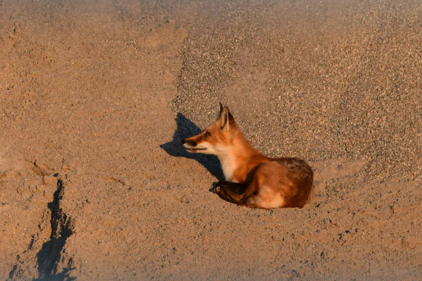istock Red Fox resting in sand at gravel pit 1412973556