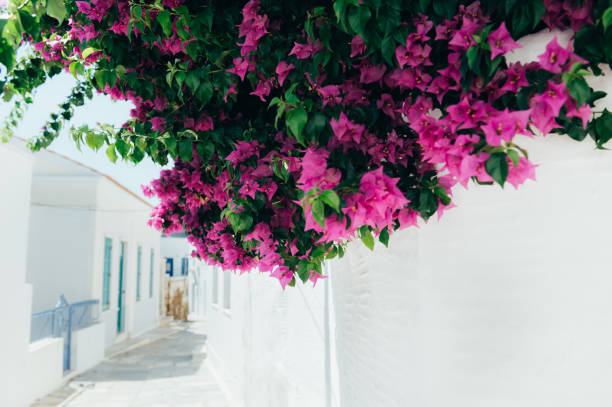 istock Bougainvillea tree in Greece 1412973940