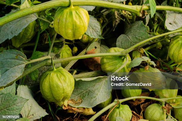 Closeup Of Tomatillo On Plant Stalk Stock Photo - Download Image Now - Plant, Tomatillo, Agriculture