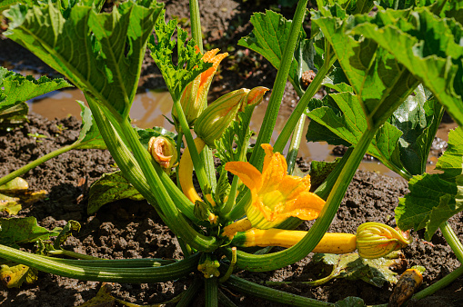 A close-up photograph of organic zucchini on the vine. The majority of the leaves are green, there are a few yellow leaves. The leaves are different sizes and textures.