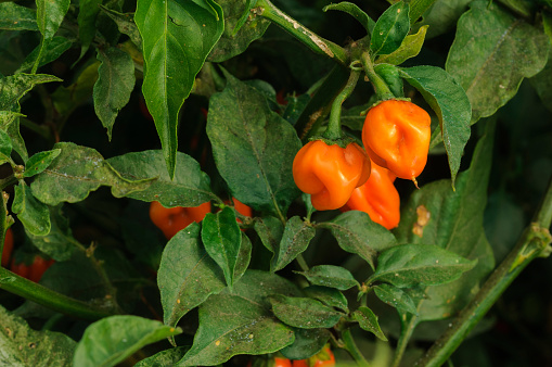 Close-up of habanero chili peppers ripening on plant.\n\nTaken in Gilroy, California, USA.
