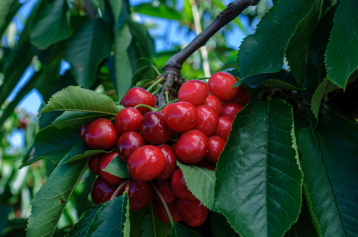 Close-up of ripening bing cherries (Prunus avium) on fruit tree.\n\nTaken in  Gilroy, Californioa