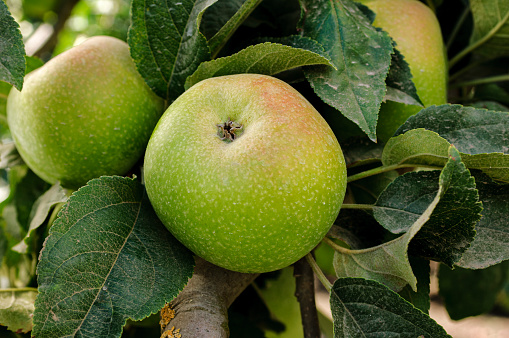 A organic apple tree with Ripening Fruit on Tree