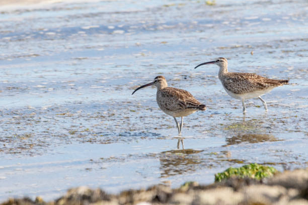 Long-Billed Curlews on the beach, BC, Canada Long-Billed Curlews on the beach, BC, Canada numenius americanus stock pictures, royalty-free photos & images