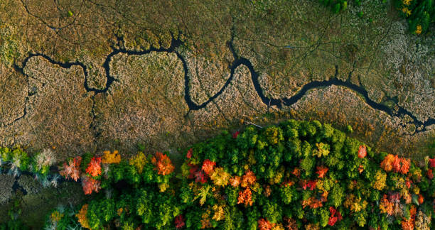 istock Top Down Drone Shot of Creek in Woods in Fall 1412977260