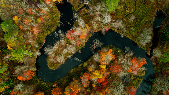 Aerial shot of Fall colors in the forest around Grafton, New Hampshire on an overcast day in autumn.