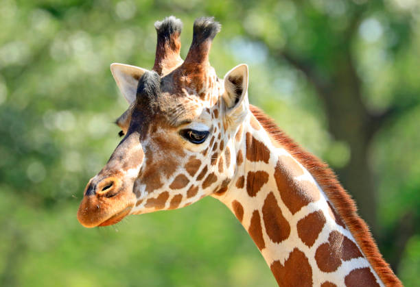 istock Giraffe head and neck closeup portrait with green background 1412979698